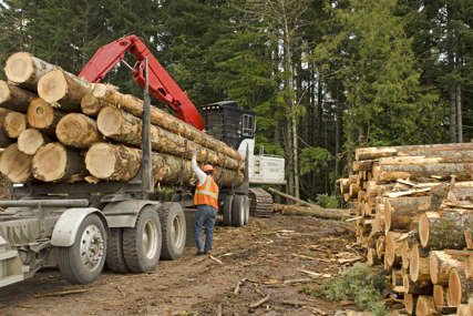 Više od pola miliona KM: Isplaćene subvencije izvođačima radova u šumarstvu