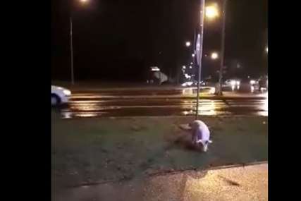 "Potjera" u Banjaluci: Građani na nogama zbog svinje (VIDEO)