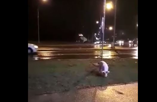 "Potjera" u Banjaluci: Građani na nogama zbog svinje (VIDEO)