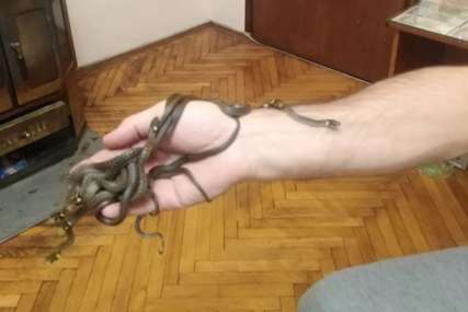 Ženu prestravile zmije u sobi: Njen spasilac ispod laminata i u štoku vrata našao DEVET BJELOUŠKI