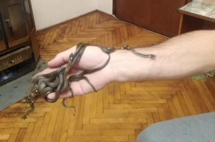 Ženu prestravile zmije u sobi: Njen spasilac ispod laminata i u štoku vrata našao DEVET BJELOUŠKI