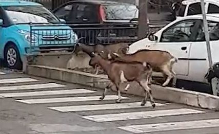 Koze uredno prelaze ulicu na pješačkom prelazu, reakcija pasa URNEBESNA (VIDEO)