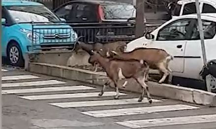 Koze uredno prelaze ulicu na pješačkom prelazu, reakcija pasa URNEBESNA (VIDEO)