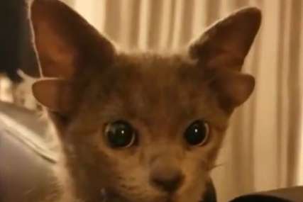 PREKRASNO, RAZIGRANO STVORENJE Nakon što je spasen s ulice mačić s dva para ušiju postao hit (VIDEO)