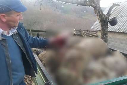JEZIVI PRIZORI Psi lutalice zaklali i ranili 20 ovaca