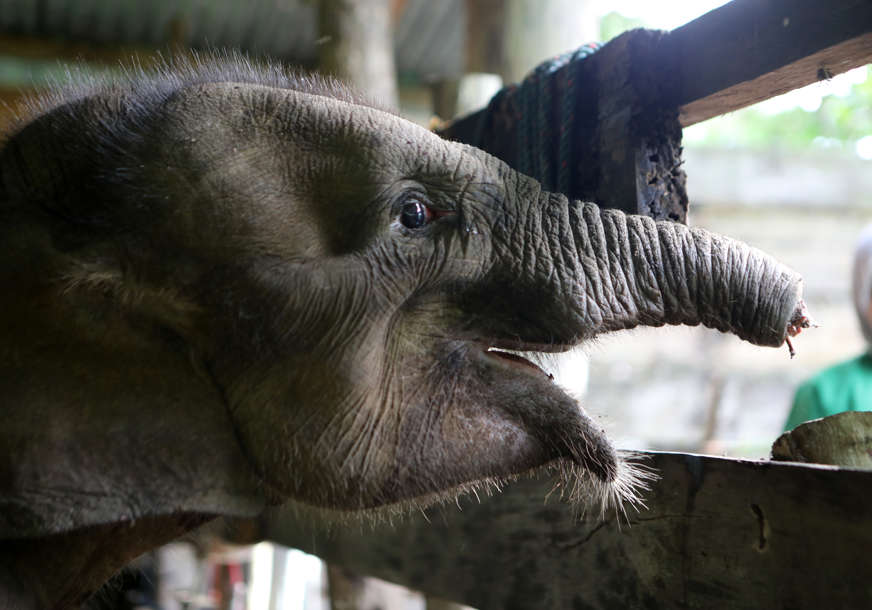 ZAMKU POSTAVILI KRIVOLOVCI Mladi slon uginuo nakon što je ostao bez pola surle (FOTO)