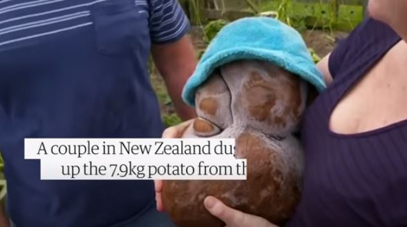 Pronašli krompir težak 7,9 KILOGRAMA: Povrtnica za sedam obroka u trci za svjetski rekord