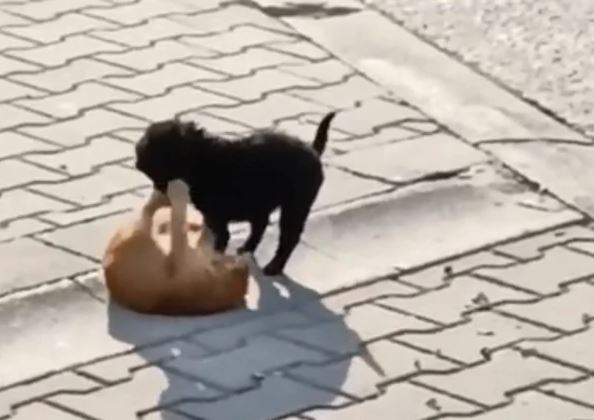 Snimak mačke i psa na ulici PODIJELIO INTERNET: Jedni kažu preslatko, drugima se plače (VIDEO)