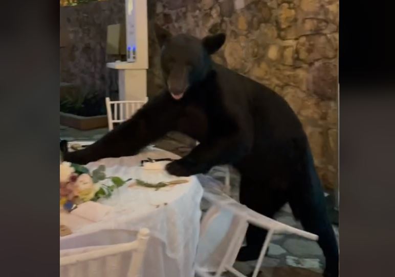 Dok ljudi mirno jedu, on se penje na sto: Nezvani gost došao na svadbu, pa postao hit na internetu (VIDEO)