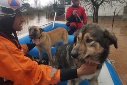 "Bravo majstori, kapa do poda" Spasioci evakuišu i životinje iz poplavljenih područja (FOTO)