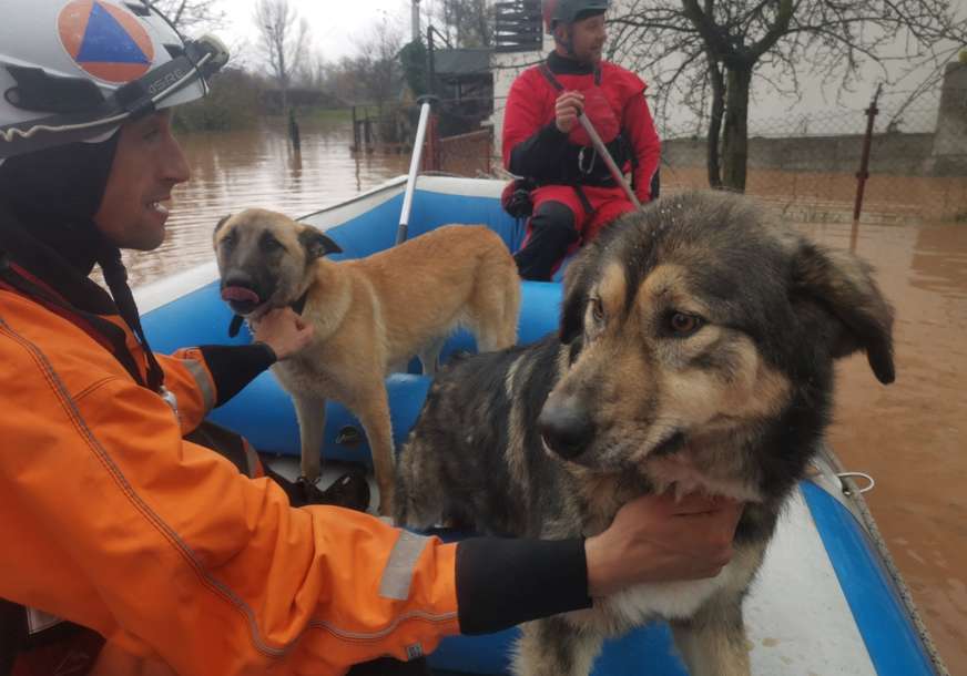 "Bravo majstori, kapa do poda" Spasioci evakuišu i životinje iz poplavljenih područja (FOTO)