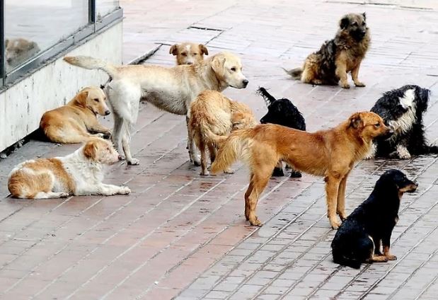 Rješavanje problema lutalica: U Mrkonjić Gradu počela realizacija projekta sterilizacije pasa