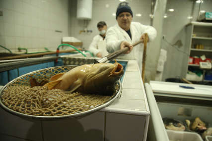 "Ne možemo očekivati veliku zaradu" Ribnjaci prodajom ribe KRPE PLATU I TROŠKOVE