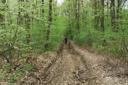 Na njega PALO STABLO: Poginuo muškarac tokom sječe šume u Hrvatskoj