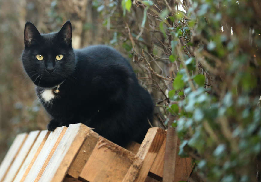 Važe za nosioce loše sreće: Da li su sujevjerja o crnim mačkama istinita