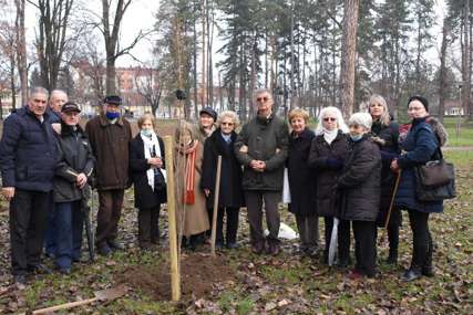 Simbol stradanja u logoru Jasenovac: U parku “Mladen Stojanović” zasađena CRNA TOPOLA (FOTO)