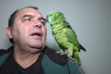 "Kako laje Gara? A šta kaže mačka?" Dragoslavljevi papagaji imaju odgovor na sve, laju, mjauču i razgovaraju (VIDEO)