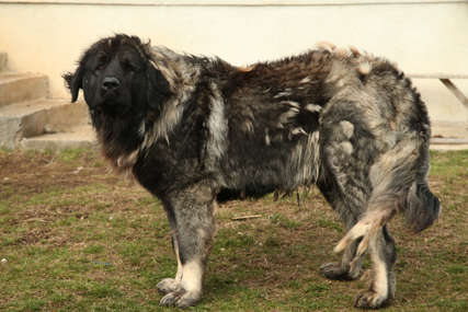 „Najveći pas u zapadnoj Krajini“ Grdosija Atas je neustrašivi bodigard, a evo koga čuva (FOTO)
