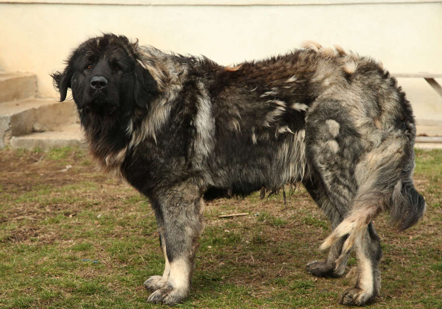 „Najveći pas u zapadnoj Krajini“ Grdosija Atas je neustrašivi bodigard, a evo koga čuva (FOTO)