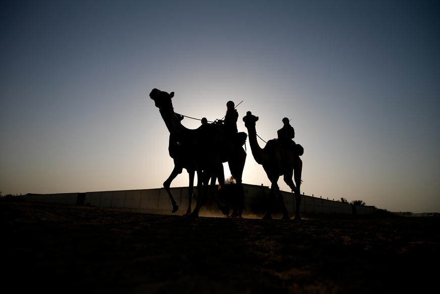 BIZARNO Botoksirane kamile diskvalifikovane s takmičenja u ljepoti u Saudijskoj Arabiji
