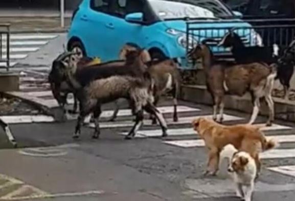 Mnoge je ovaj prizor iznenadio: Koze "prošetale" gradom (VIDEO)