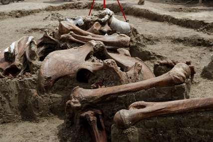 Izenenadili se arheolozi i paleontolozi: Skeleti pet mamuta iz vremena ledenog doba otkriveni u Velikoj Britaniji