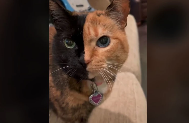 Mačka sa dva lica: Venus je postala zvijezda Instagrama zbog neobičnog genetskog poremećaja (FOTO)