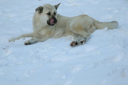 Bezbjednost životinja zimi: Kada je prehladno za šetnju sa psom