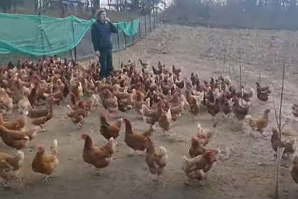 "Dišem punim plućima" Vratio se iz Australije da kod nas gaji kokoši i nikad nije bio srećniji (VIDEO)
