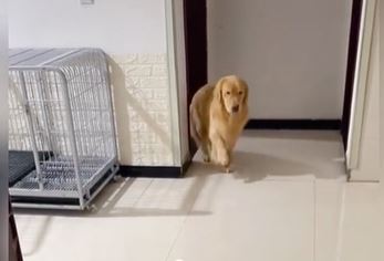 "Ponizio me" Reakcija psa na povratak vlasnika iz bolnice nasmijala sve (VIDEO)