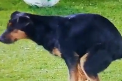 Komična scena tokom utakmice u Beogradu: Pas se dva puta pojavio na terenu, a snimci su ubrzo obišli region (VIDEO)