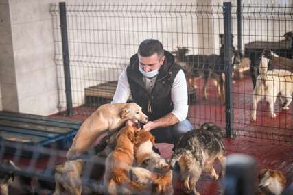 Akcija UDOMI LJUBAV dala rezultate: Svog vlasnika i dom su našla čak 22 psa