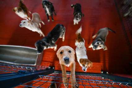 Poboljšani uslovi u azilu na Manjači: 60 napuštenih pasa dobilo novi dom (FOTO)
