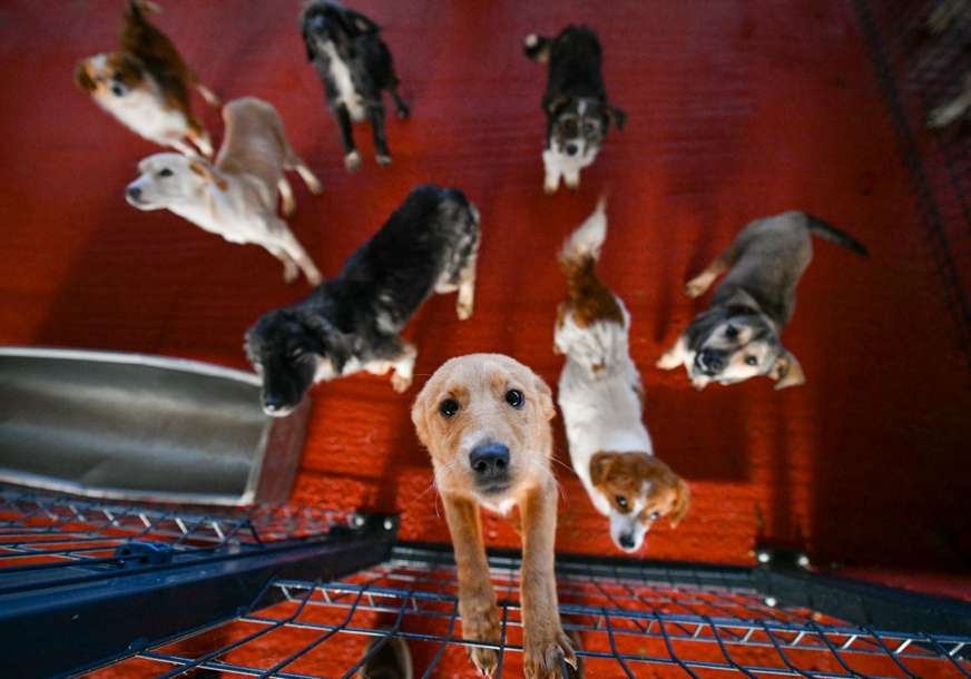 Iz azila na Manjači udomljena 34 psa: Svi su kastrirani, sterilisani i mikročipovani