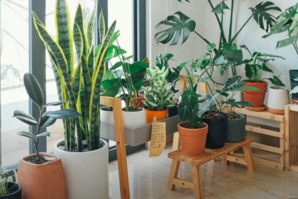 Najbolja mjesta u domu za biljke: Kako da prežive i budu svježe cijele godine (FOTO)
