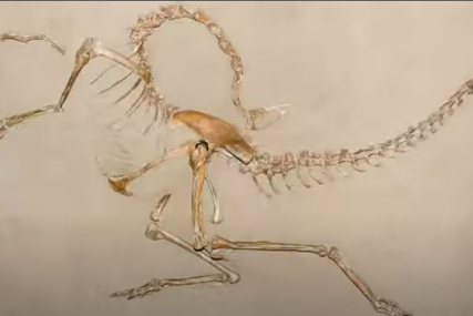FOSILI STARI 90 MILIONA GODINA Otkriveno prvo nalazište dinosaurusa na istočnoj obali Istre
