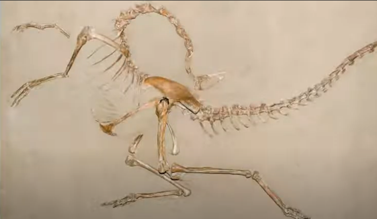 Na fosilima još vidljiva koža: Pronađene stotine tragova dinosaurusa