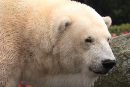 VELIKA TUGA Berlinski zoološki vrt izgubio posljednjeg polarnog medvjeda (FOTO)
