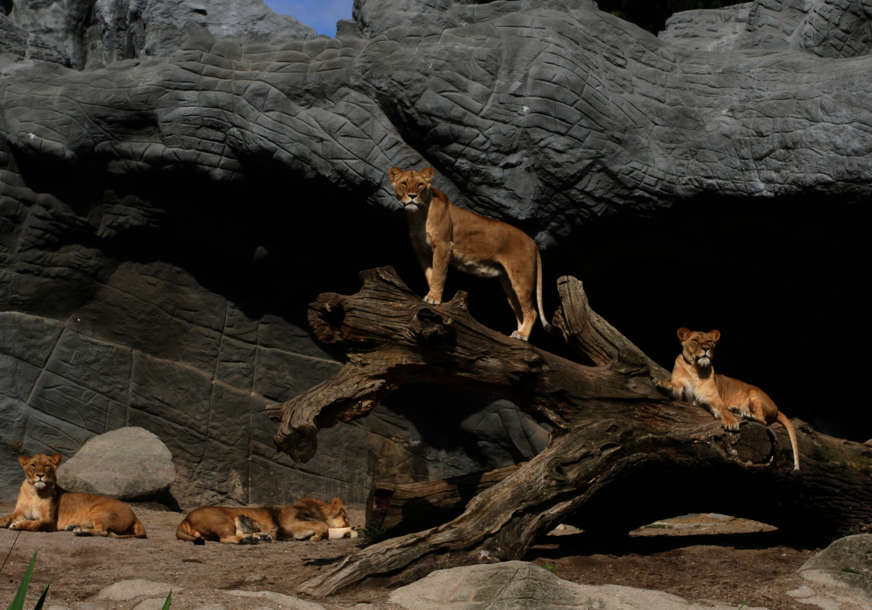 Od lava ni traga ni glasa: Priča o divljoj životinji u Gradiški šokirala sve (FOTO)