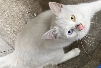 Mačka NEOBIČNIJIH OČIJU na stepeništu Skupštine grada Beograda: Vesić pozvao vlasnika da mu se javi