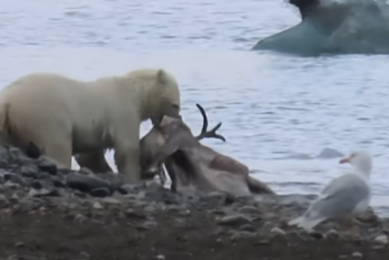 DOKAZ KLIMATSKIH PROMJENA Objavljen snimak polarnog medvjeda koji jede irvasa (VIDEO)