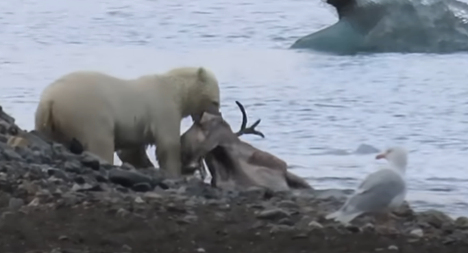 DOKAZ KLIMATSKIH PROMJENA Objavljen snimak polarnog medvjeda koji jede irvasa (VIDEO)
