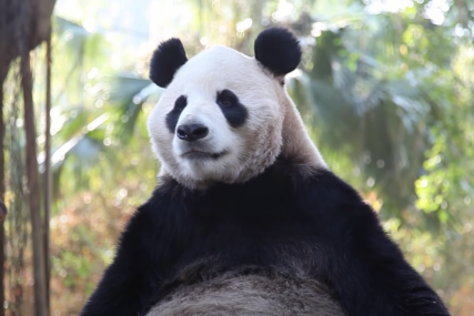 NEOČEKIVANO Prvi put snimljeno markiranje džinovske pande