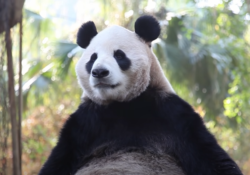Vraća se kući: Džinovska panda u Kini nakon 20 godina (FOTO)