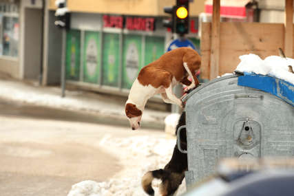 Dosadi im pas, pa ga puste na ulicu: Rigoroznije kontrole vlasnika mogu smanjiti broj lutalica (FOTO)