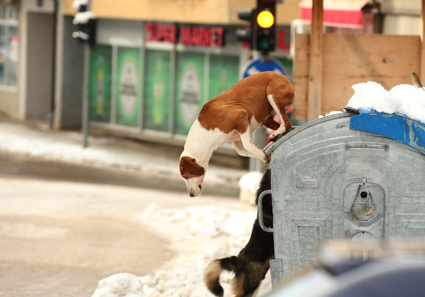 Dosadi im pas, pa ga puste na ulicu: Rigoroznije kontrole vlasnika mogu smanjiti broj lutalica (FOTO)