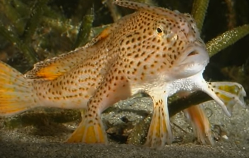 "HODA NA RUKAMA" Rijetka vrsta ribe primjećena nakon više od dvije decenije (VIDEO)