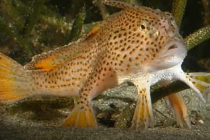 "HODA NA RUKAMA" Rijetka vrsta ribe primjećena nakon više od dvije decenije (VIDEO)