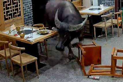 NEVJEROVATAN SNIMAK Bik uletio u restoran i napao čovjeka (VIDEO)