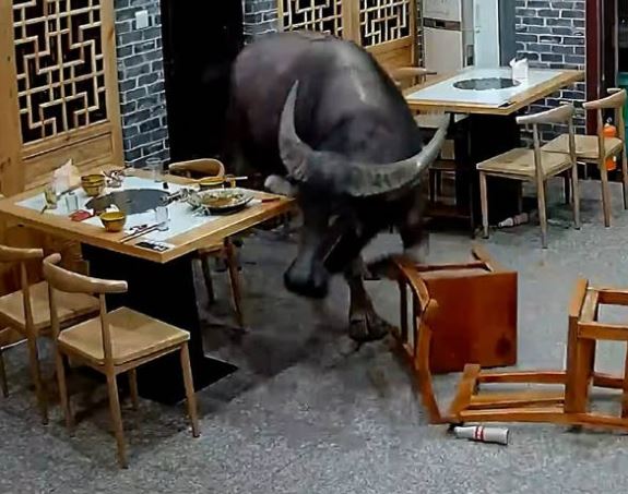 NEVJEROVATAN SNIMAK Bik uletio u restoran i napao čovjeka (VIDEO)